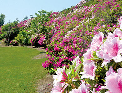 花のほそ道